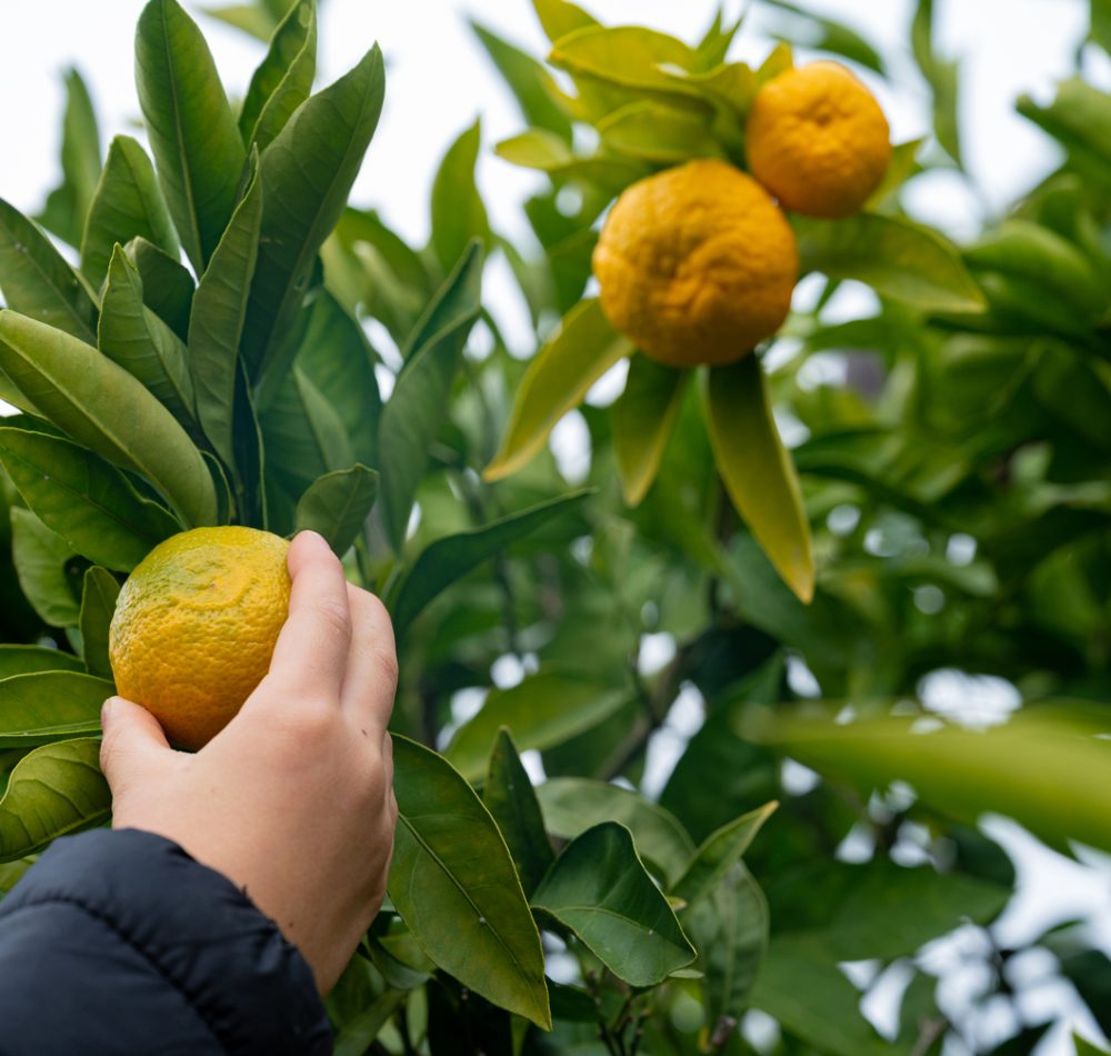 Hand of a boy checking and picking a ripe mandarin citrus fuit growing on a green tree in the fall. View from below.