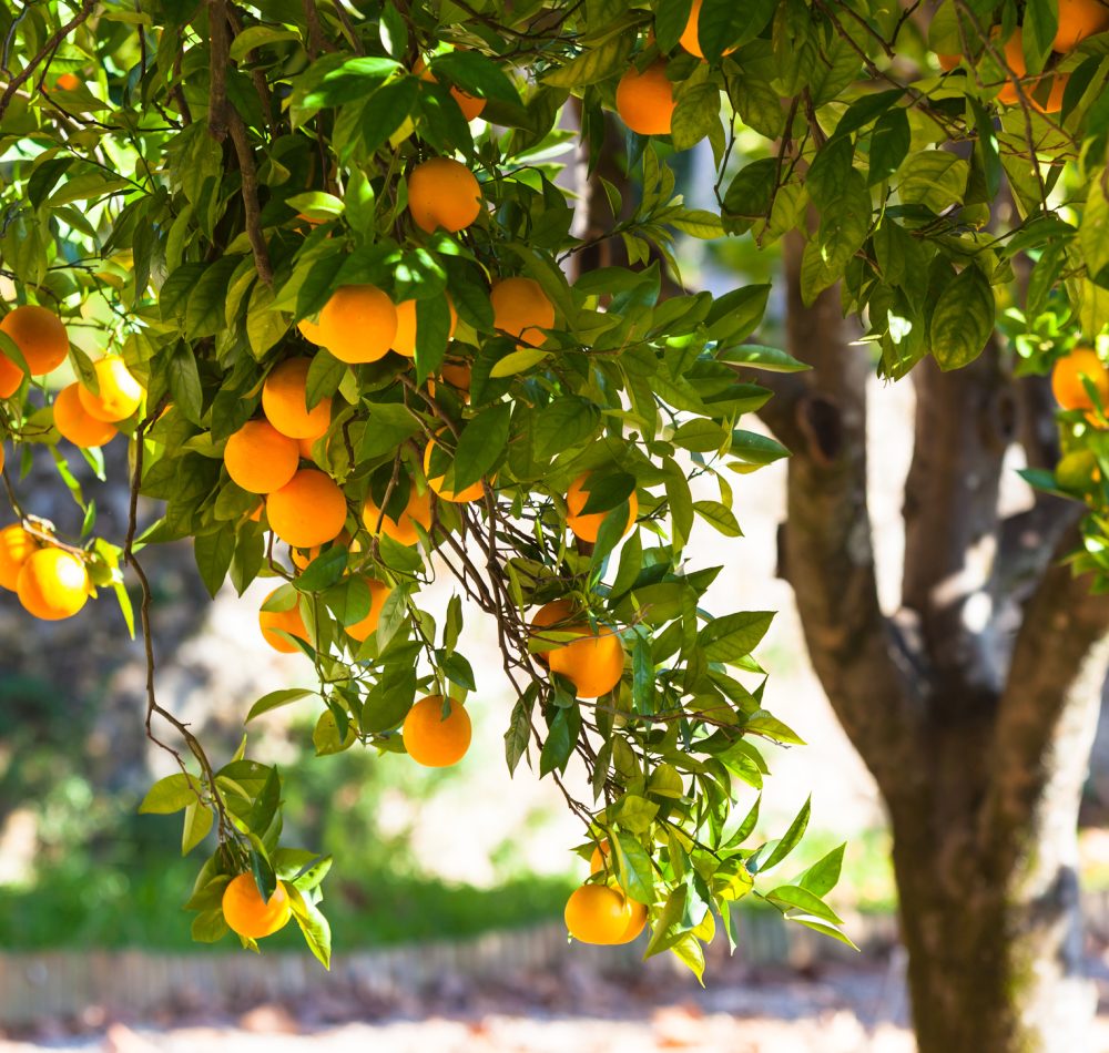 Orange tree with ripe fruits in sunlight. Horizontal shot