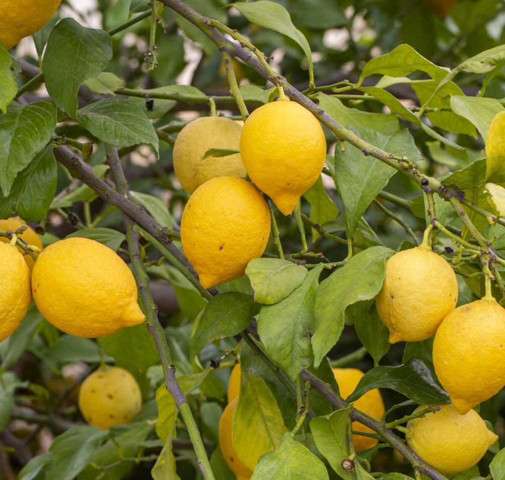 Yellow lemons on lemon tree